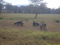 Kenya Safari Tsavo Est et Ouest 034